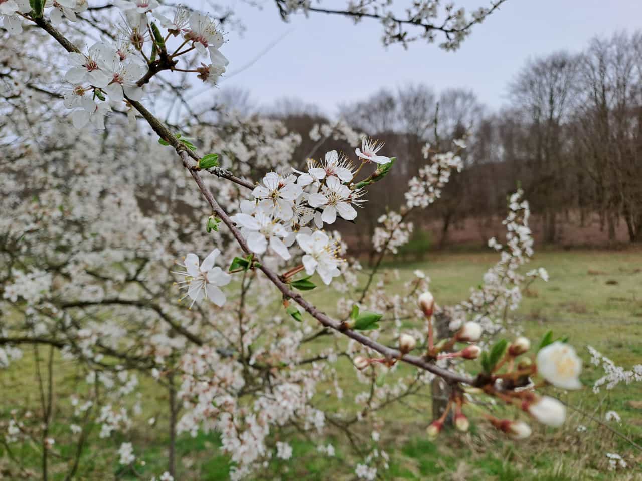 Frühlingserwachen in der Steinzeit